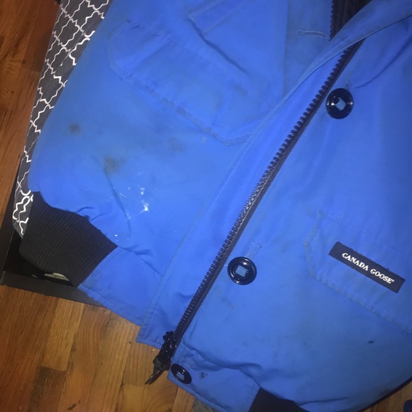 Canada goose - Picture 3 of 7